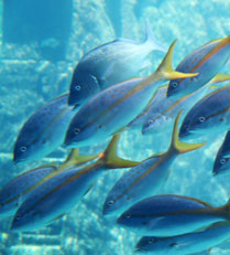 Ocean Nutrition Public Aquaria